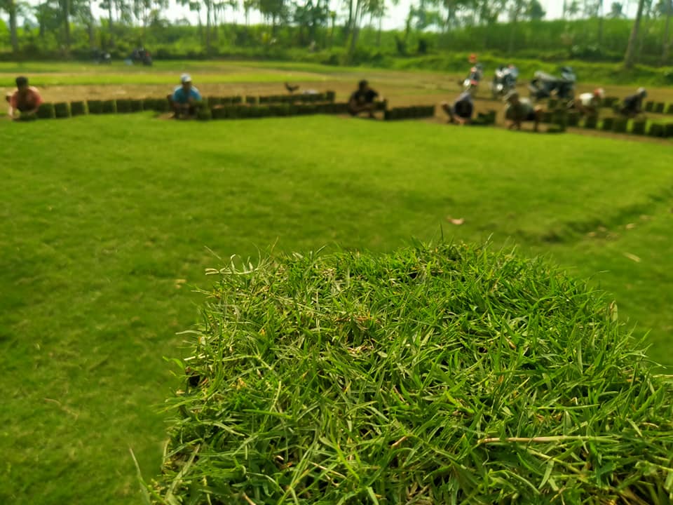 Harga Jasa Tanam Rumput Jepang Genting Kalianak Surabaya Per M2 Murah