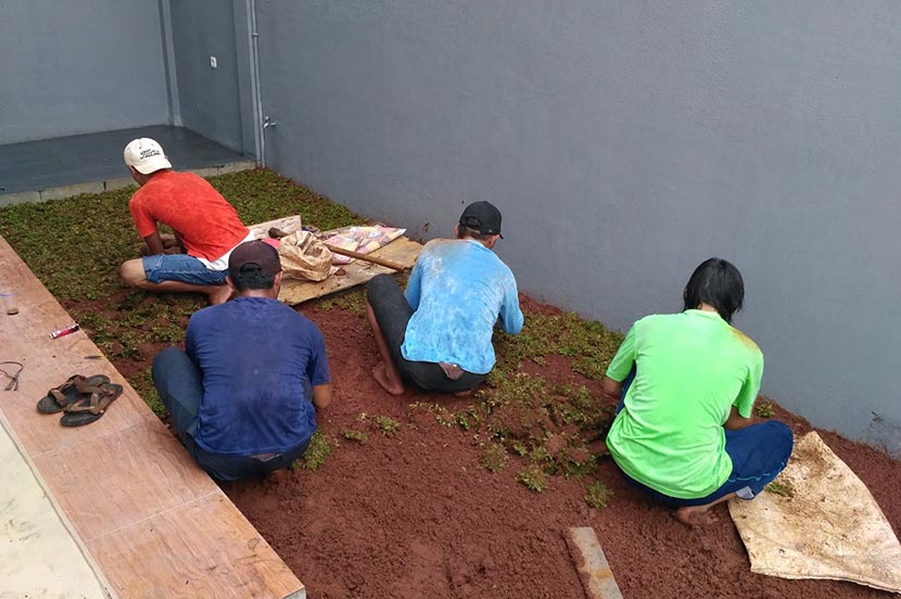 Jasa Tanam Rumput Gajah Mini Per M2 Murah