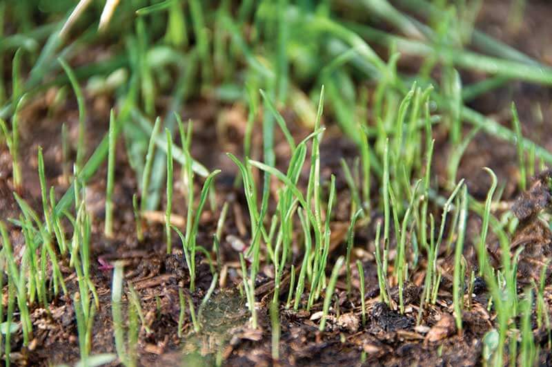 penjual Rumput Taman cara menanam rumput manila