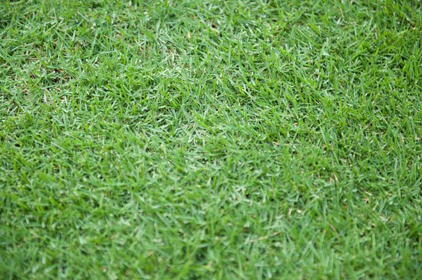 Rumput Golf vs Rumput Jepang