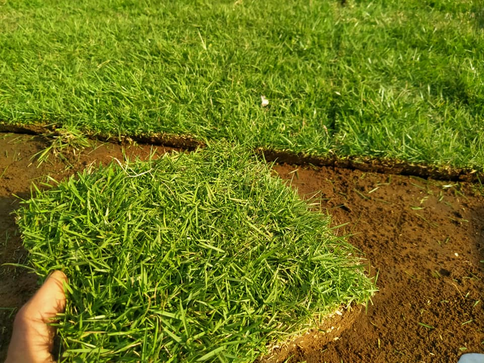 Jual Rumput Jepang Online di Wonosobo 1 Terbaik