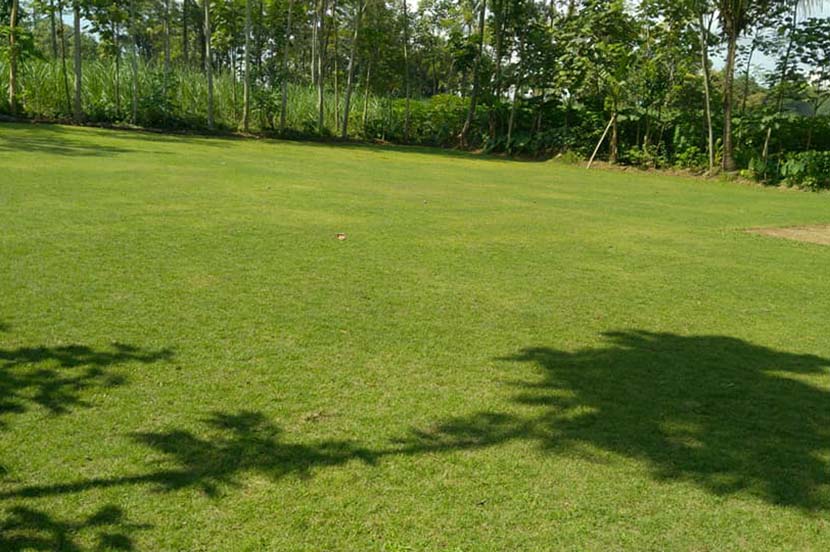 Rumput Golf vs Rumput Jepang