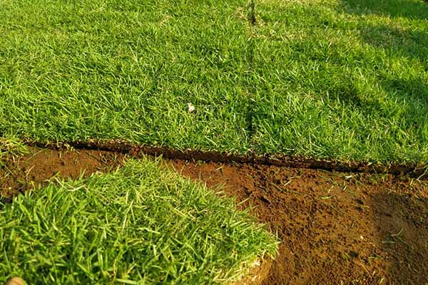 Rumput Gajah Mini vs Rumput Jepang: Mana Terbaik?