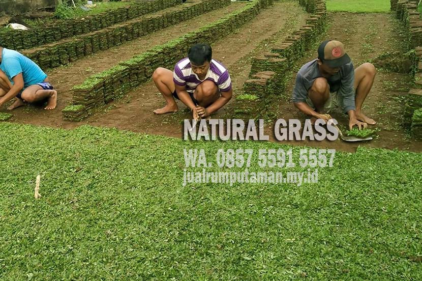 Jual Rumput Jepang Pamekasan Murah Terbaik #1
