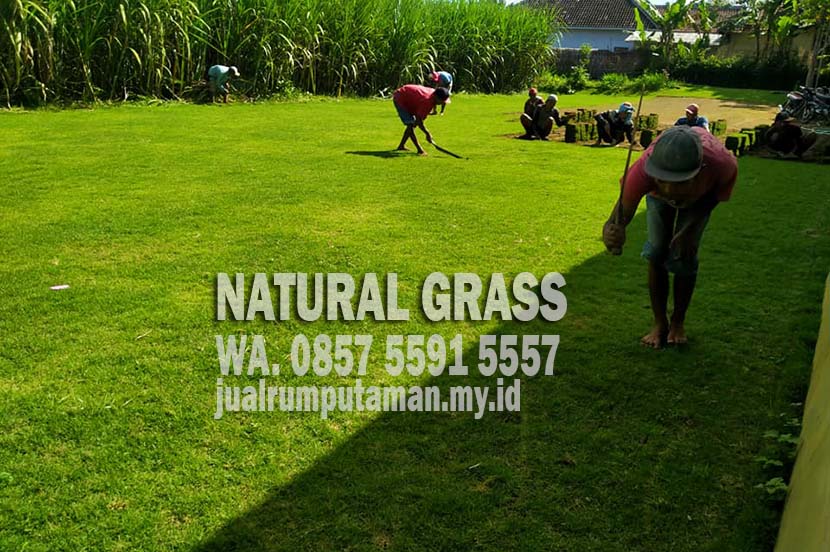 Tempat Jual Rumput Jepang Terdekat di Sleman