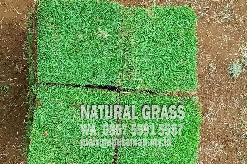 Harga Zoysia Japonica Per Meter Di Batu
