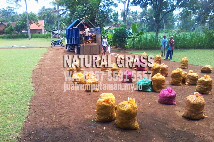 Jual Rumput Jepang Surabaya Murah Terbaik #1