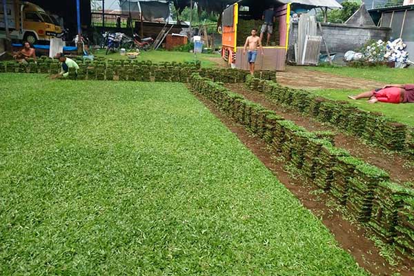 7 Jenis Rumput Taman untuk Rumah Minimalis