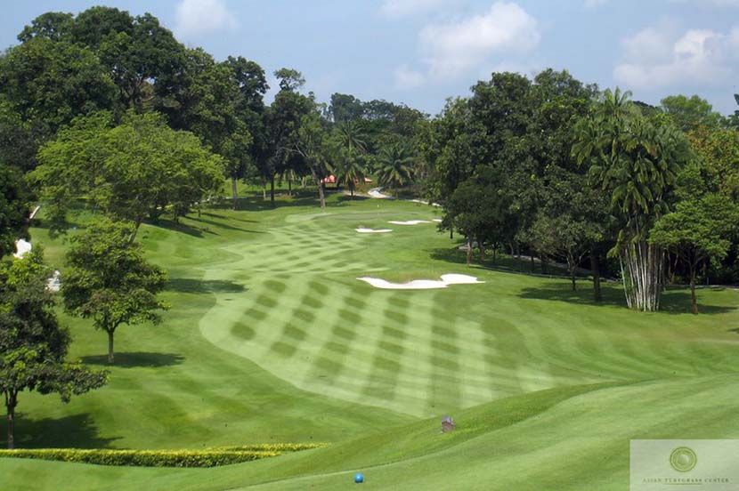 Jual Rumput Taman Zoysia Matrella Rumput manila