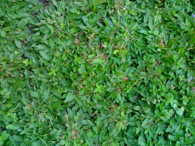 Tahapan Menanam Rumput Taman agar Cepat Berakar