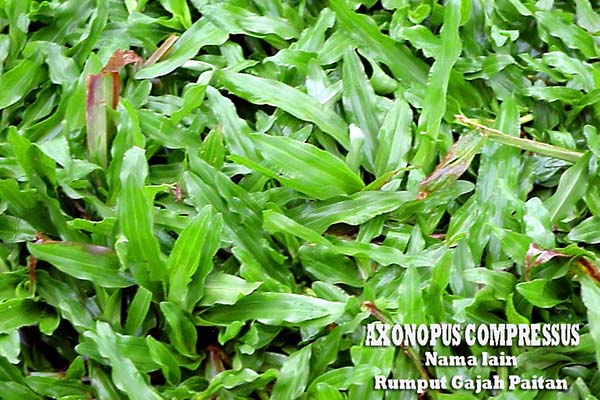 Jual Rumput Taman jenis rumput paitan gajah biasa