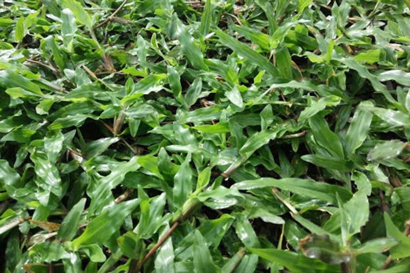 Jual Rumput Jepang Online di Wonosobo 1 Terbaik