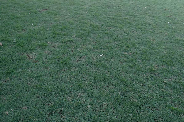 Rumput Golf vs Rumput Jepang