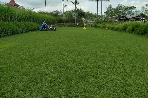 7 Jenis Rumput Taman untuk Rumah Minimalis
