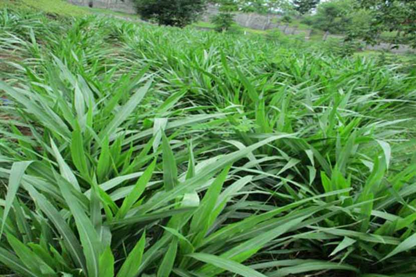 Jual rumput Rumput taman dan pakan ternak odot