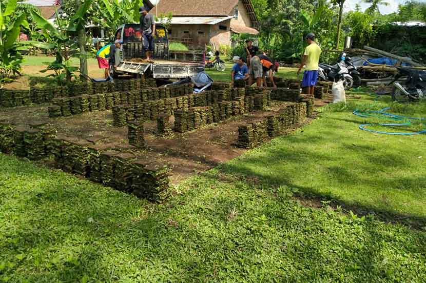 Tahapan Menanam Rumput Taman agar Cepat Berakar