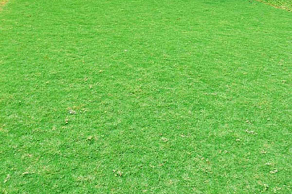 Rumput Golf vs Rumput Jepang