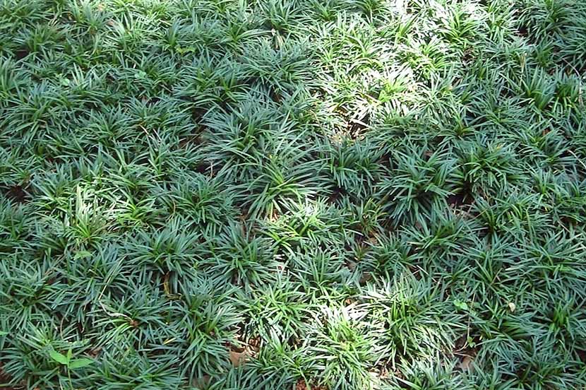 Jual rumput taman rumput kucai mini