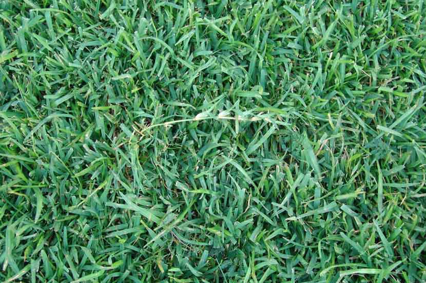 Rumput Golf vs Rumput Jepang