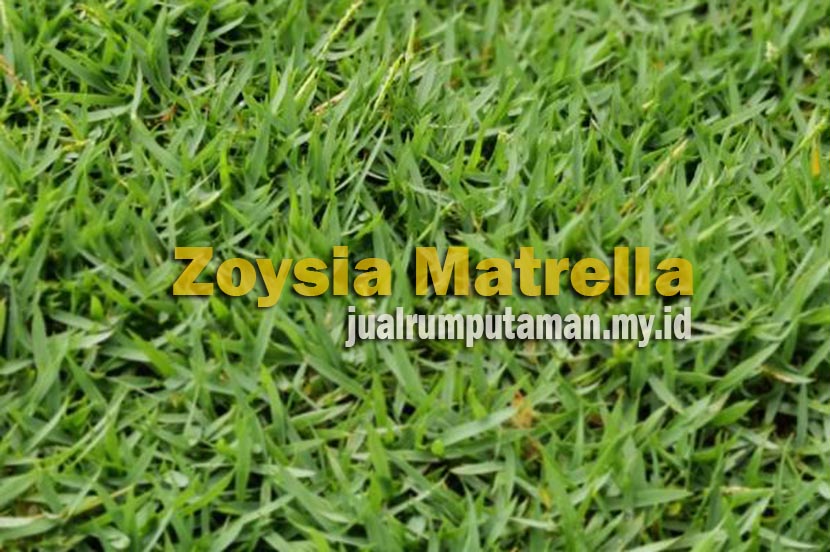 Rumput manila zoysia matrella2