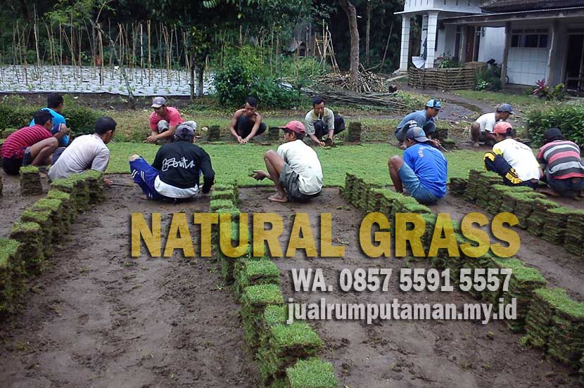 Jual Rumput Jepang Pacitan Murah Terbaik #1