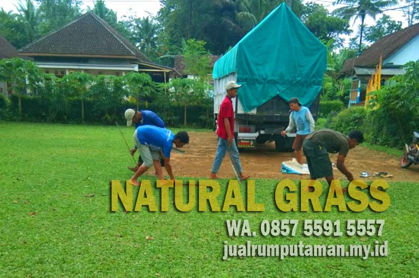 Harga Rumput Zoysia Japonica Purbalingga Per M2 Murah