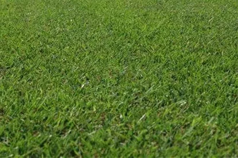 zoysia Eltoro zoysia zeon Jenis Varietas Rumput Zoysia Lapangan Bola