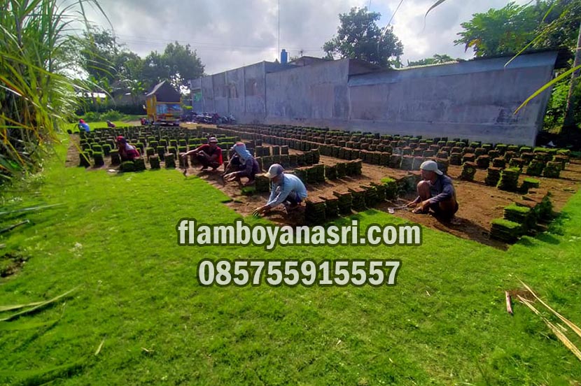Jual Rumput Zoysia Matrella Ponorogo Per M2 Murah