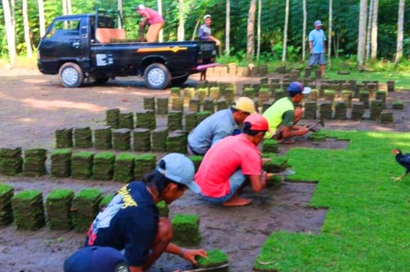 Harga Rumput Zoysia Japonica Purbalingga Per M2 Murah