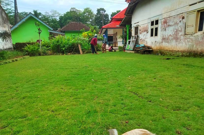 Harga Jasa Tanam Rumput Jepang Genting Kalianak Surabaya Per M2 Murah