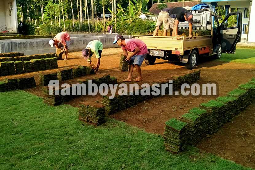harga gebalan rumput per m2
