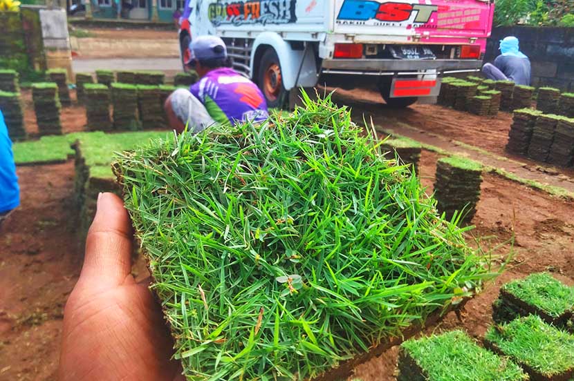 Harga Rumput Taman per Meter Persegi 2026