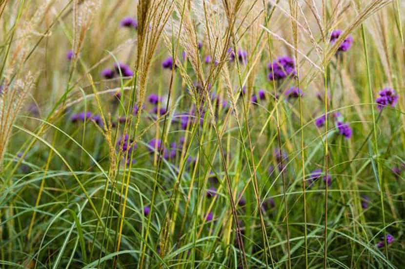 Rumput Hias Yang Akan Menghidupkan Taman