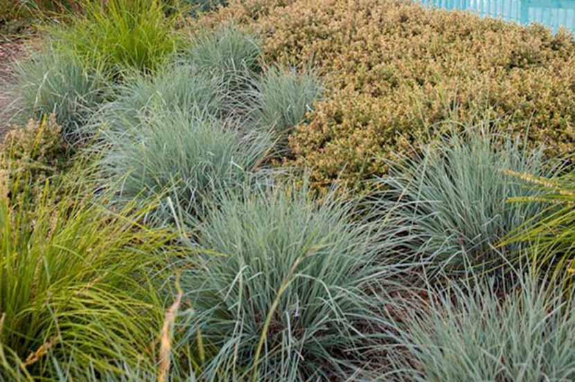 Rumput Hias Yang Akan Menghidupkan Taman
