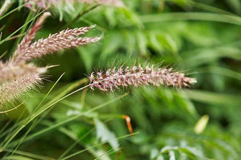 Rumput Hias Yang Akan Menghidupkan Taman