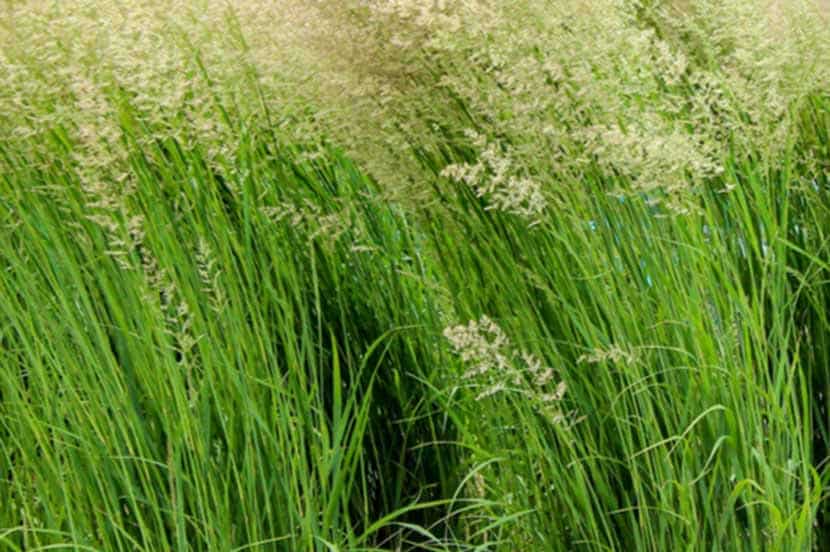 Jenis Rumput Hias Terbaik Dengan Perawatan Mudah