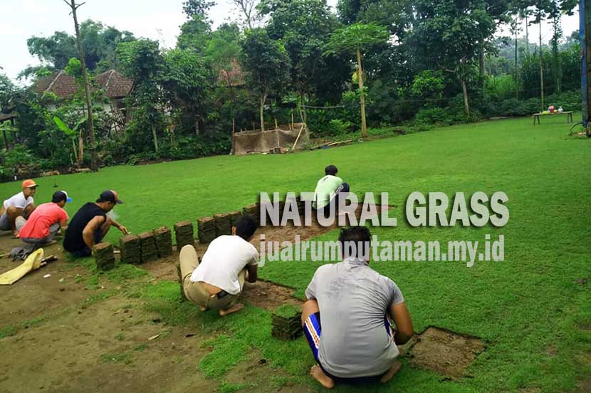 Jual Rumput Manila Ponorogo Murah Per M2