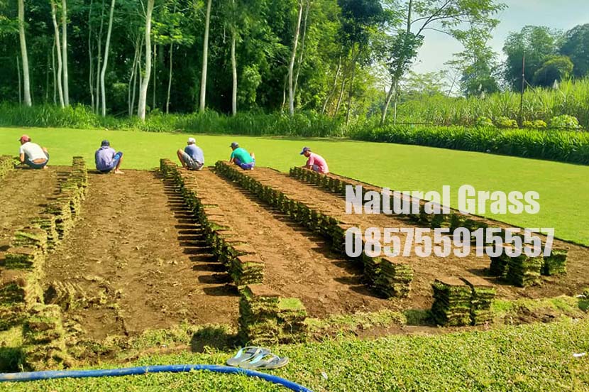 Harga Rumput Zoysia Japonica Lumajang