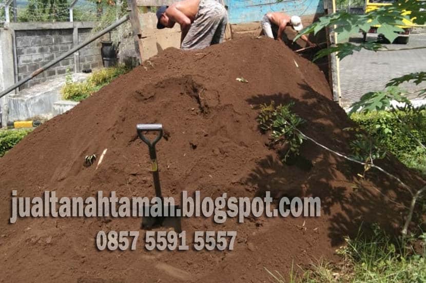 cara memperbanyak rumput gajah mini