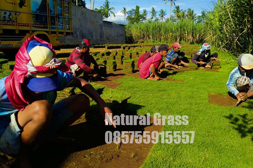 Harga Rumput Peking Magetan Per M2 Murah