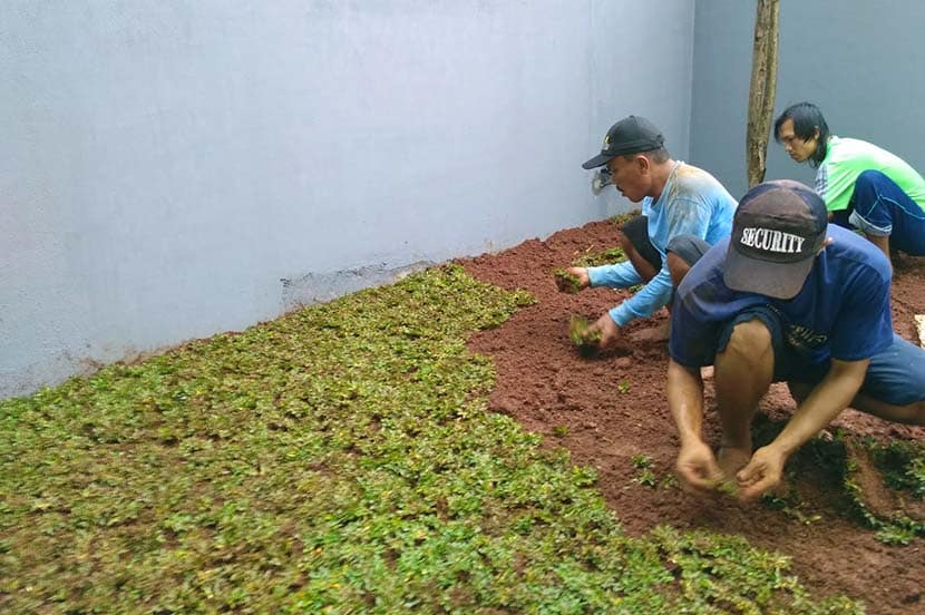 Jasa Tanam Rumput Jepang Lamongan Murah #1