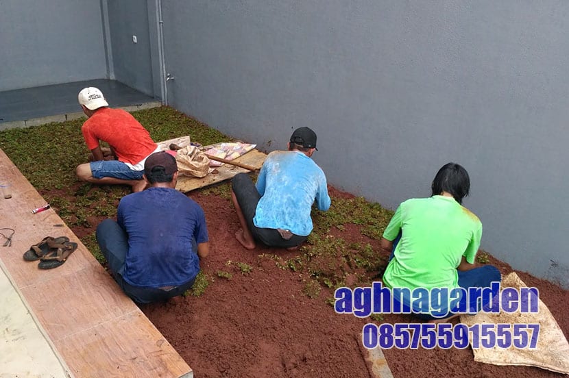 Jasa Tanam Rumput Jepang Madiun Murah #1