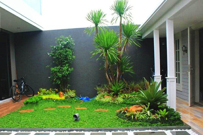 Cara Memperbanyak Rumput Gajah Mini