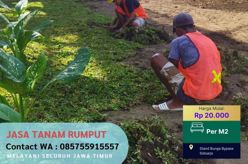 Jual Rumput Gajah Mini Berau Per M2 Murah