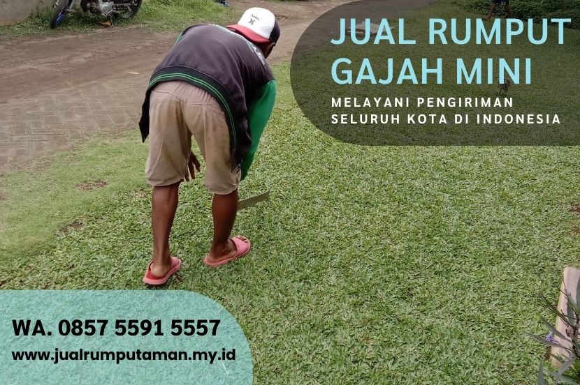 Jual Rumput Gajah Mini Bandung Rp.15.000/M2 Murah