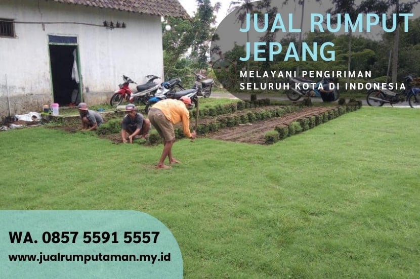 Jual Rumput Jepang Blora Murah #1