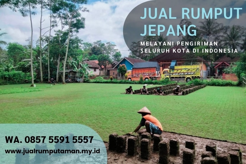 Jual Rumput Jepang Sleman Murah #1