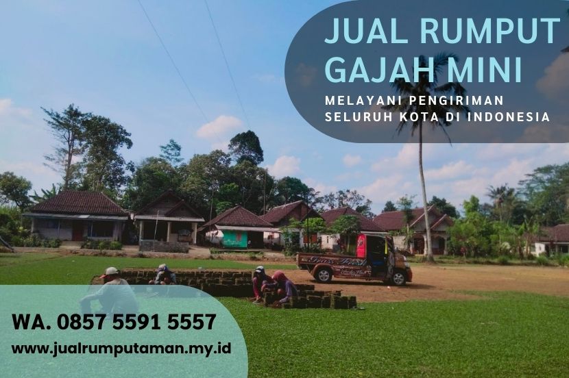 Jual Rumput Gajah Mini Berau Per M2 Murah