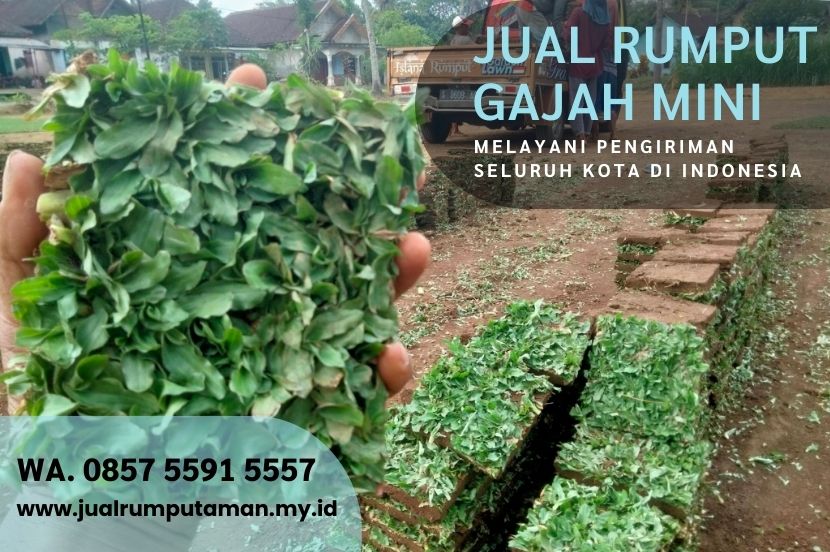 Rumput Gajah Mini vs Rumput Jepang: Mana Terbaik?