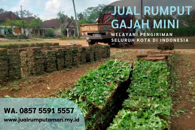Harga Rumput Gajah Paitan Ngawi Rp.15.000 Per M2
